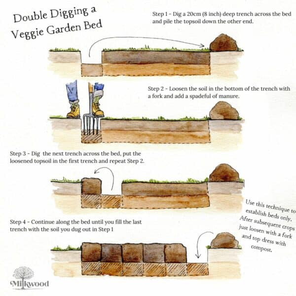 Hand-drawn watercolor and pencil diagram illustrating the four-step process of double digging a vegetable garden using a fork and spade.