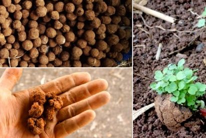 seedballs feature