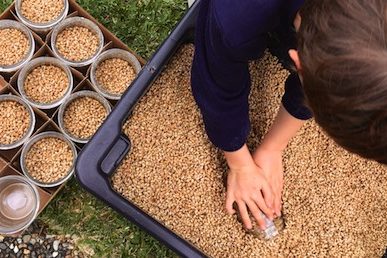 DIY Mushroom Cultivation- Making Grain Spawn
