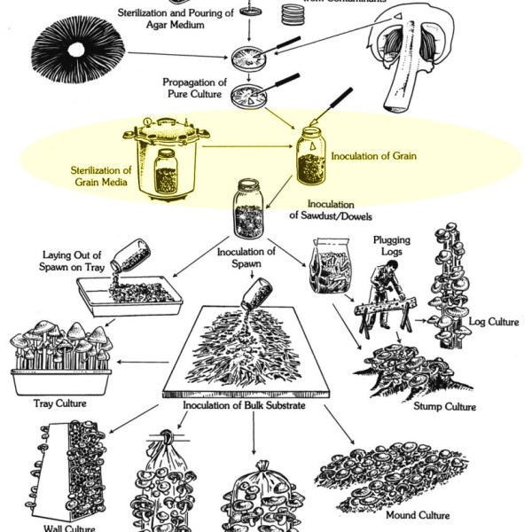 Mushroom cultivation diagram - Paul Stamets