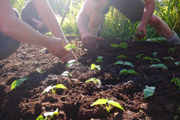 biointensive growing course 310