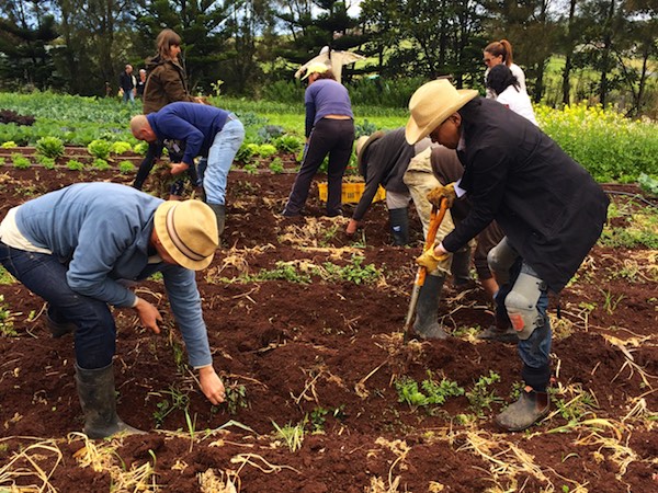 biointensive growing course 312