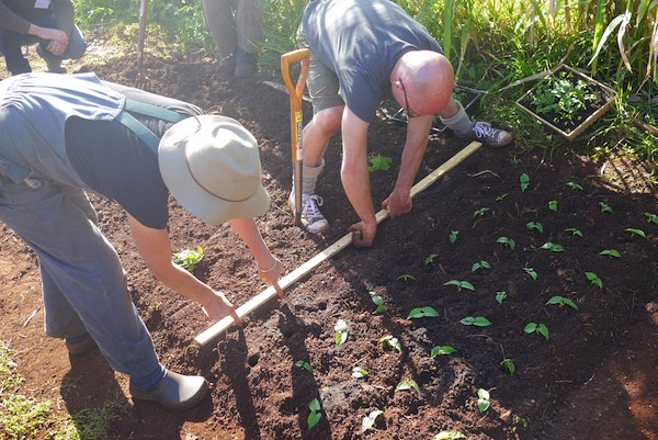 biointensive growing course 354