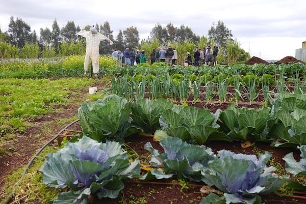 biointensive growing course 367