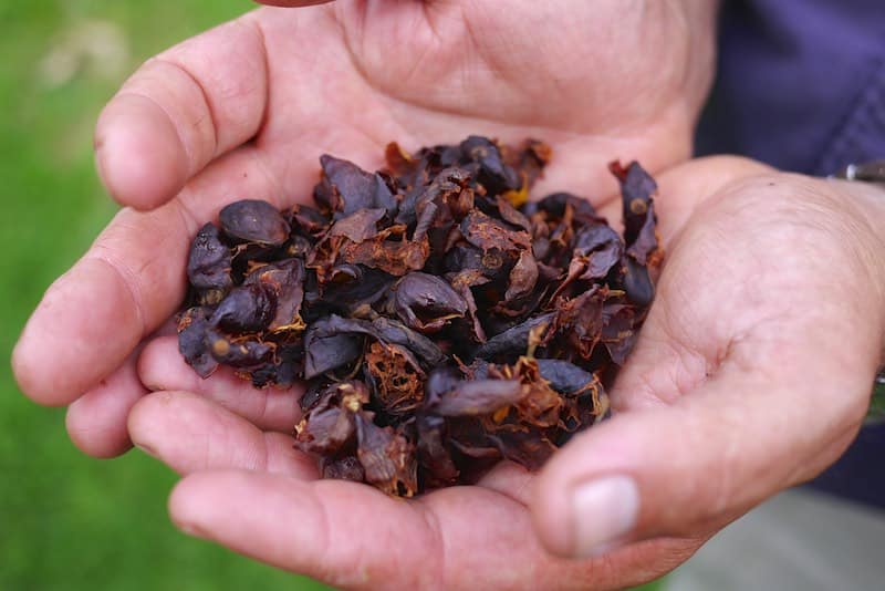 cascara tea 278