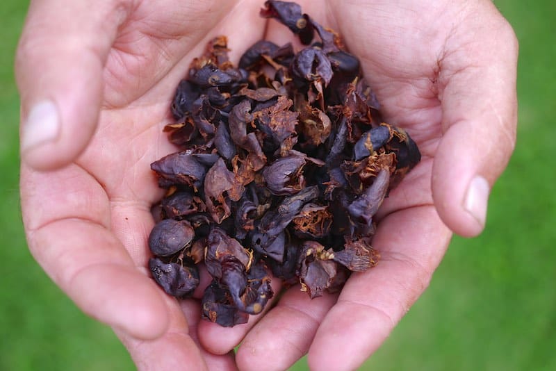 cascara tea 282