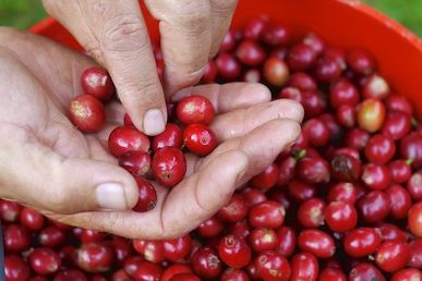 cascara tea 284