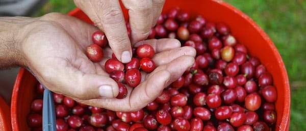 cascara tea 284
