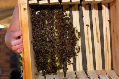 catching a swarm 346