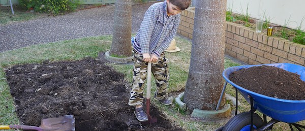 double digging the veggie beds 243