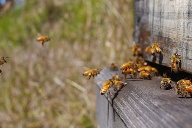 siting an apiary 194 (1)