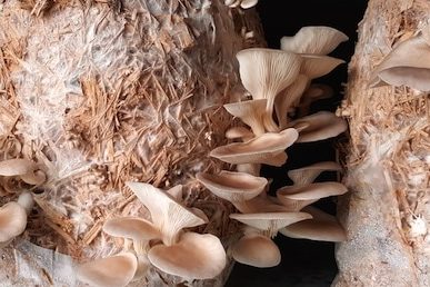Mushroom Cultivation- Preparing Bulk Substrate with Pasteurisation 324