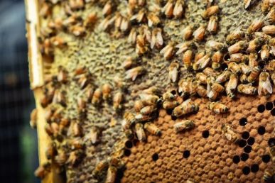 Natural Beekeeping article