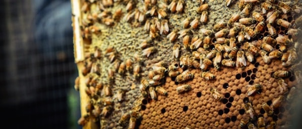 Natural Beekeeping article