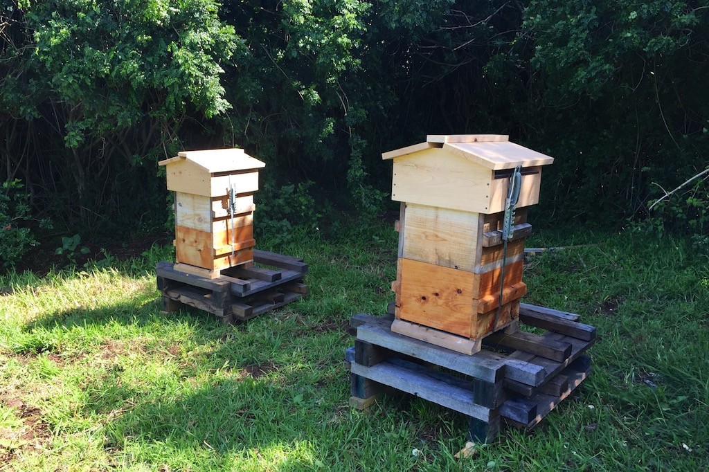 Spring Natural Beekeeping Course 352