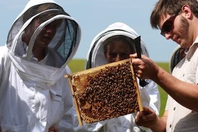 Spring Natural Beekeeping Course 368