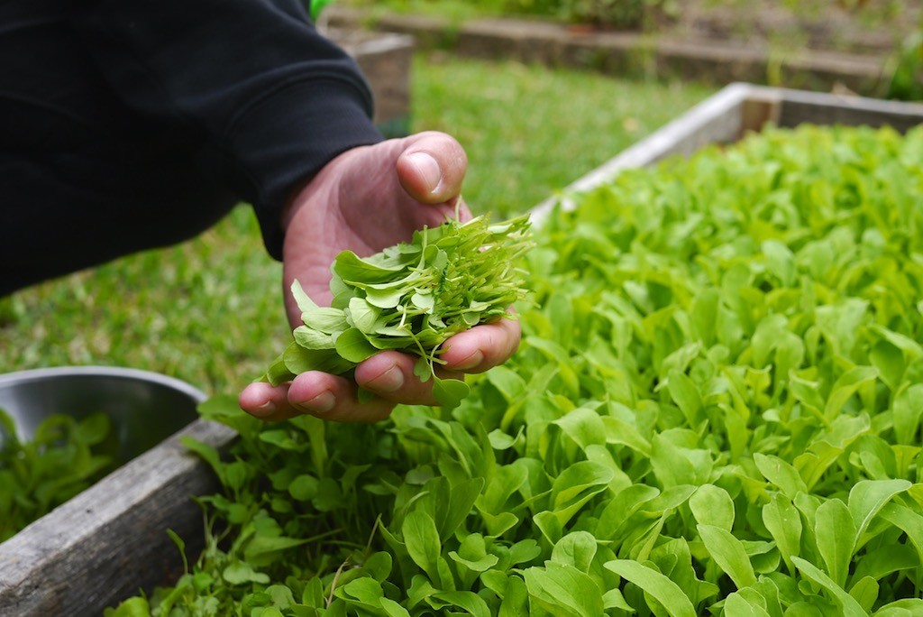 growing microgreens 352