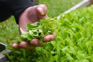 growing microgreens 369