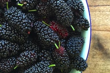 mulberry 337