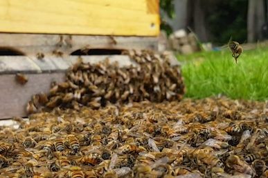swarm (5)