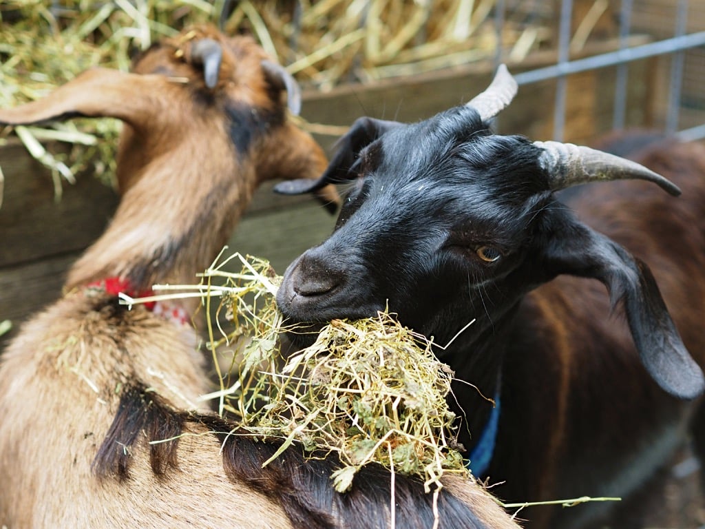 How to Convince your School to Get a Goat
