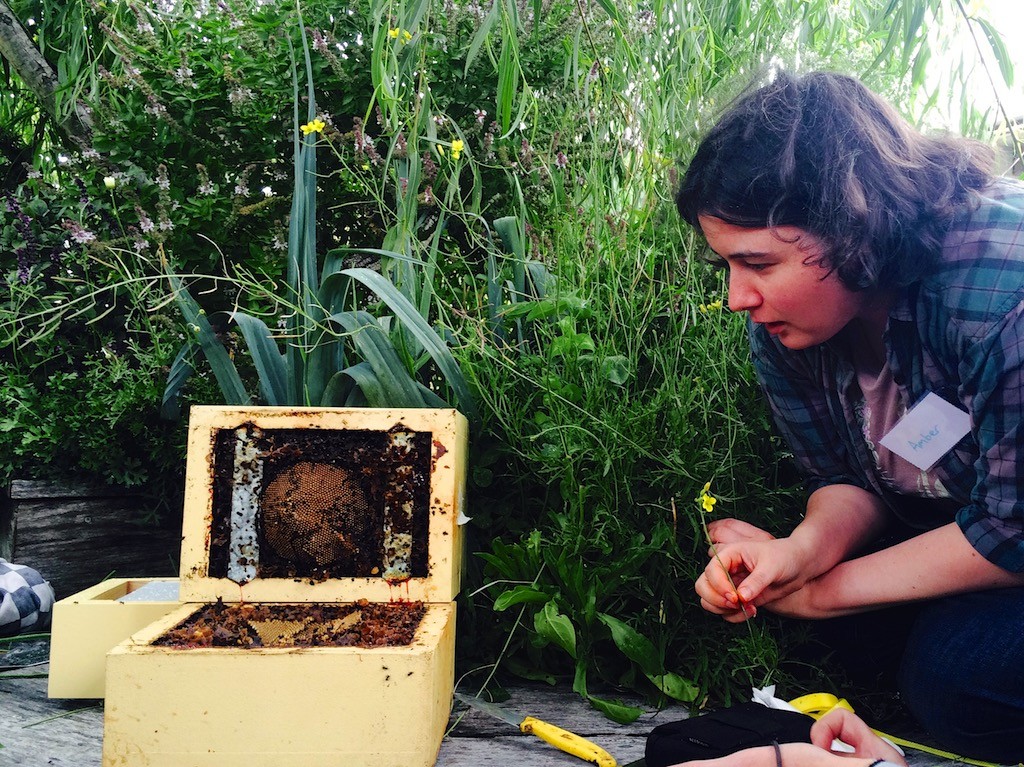 Stingless Bees on the Rooftop 407