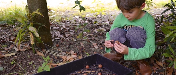 gleaning 504