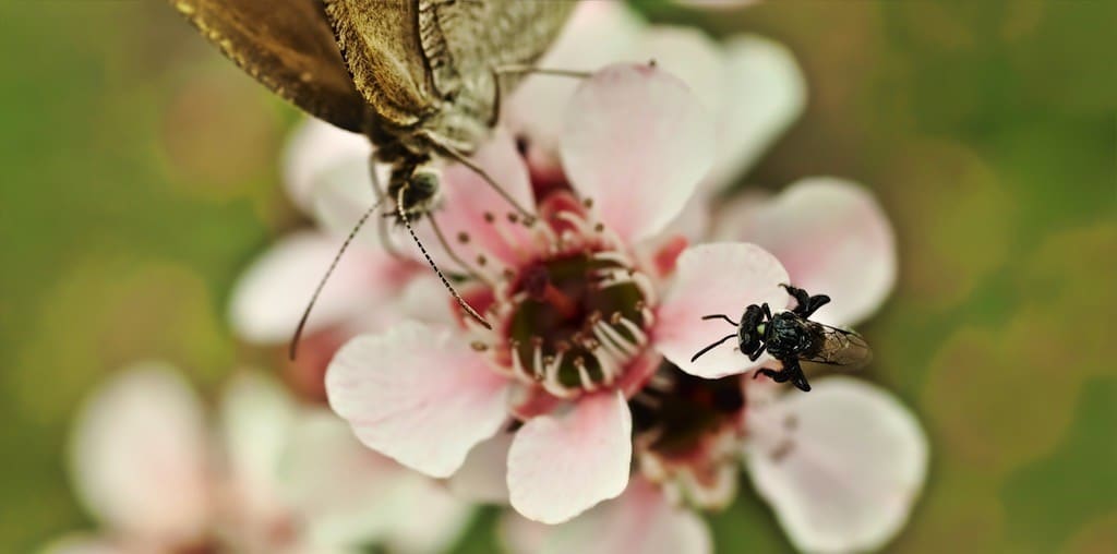 wild pollinator count 358