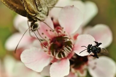 wild pollinator count 363