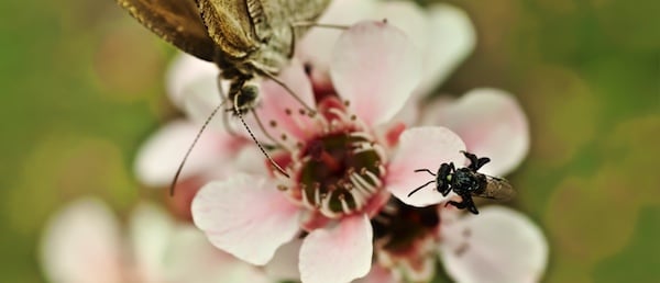 wild pollinator count 363