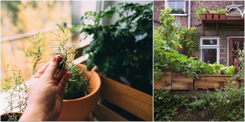 Small Space Gardening Tickets, Sydney | Eventbrite