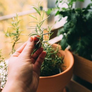 small space gardening