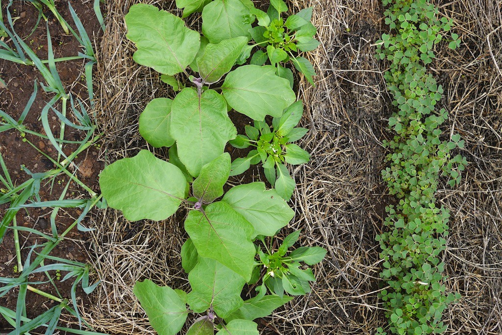 growing vegetables in rows