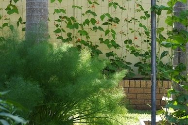 summer garden 537