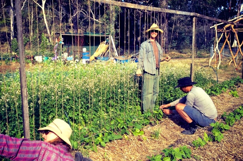 DIY Trellis Ideas for Beans + Peas (and how they're ...