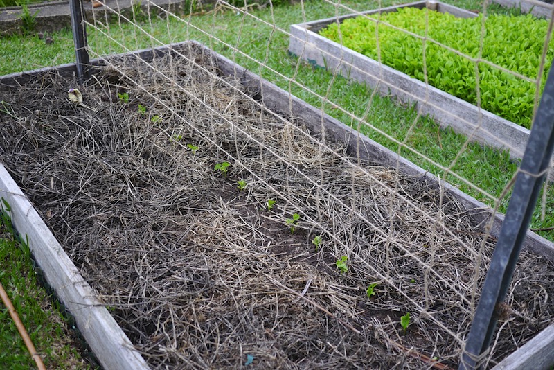 DIY Trellis Ideas for Beans + Peas (and how they're different) - Milkwood:  permaculture courses, skills + stories