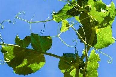 trellis ideas 554