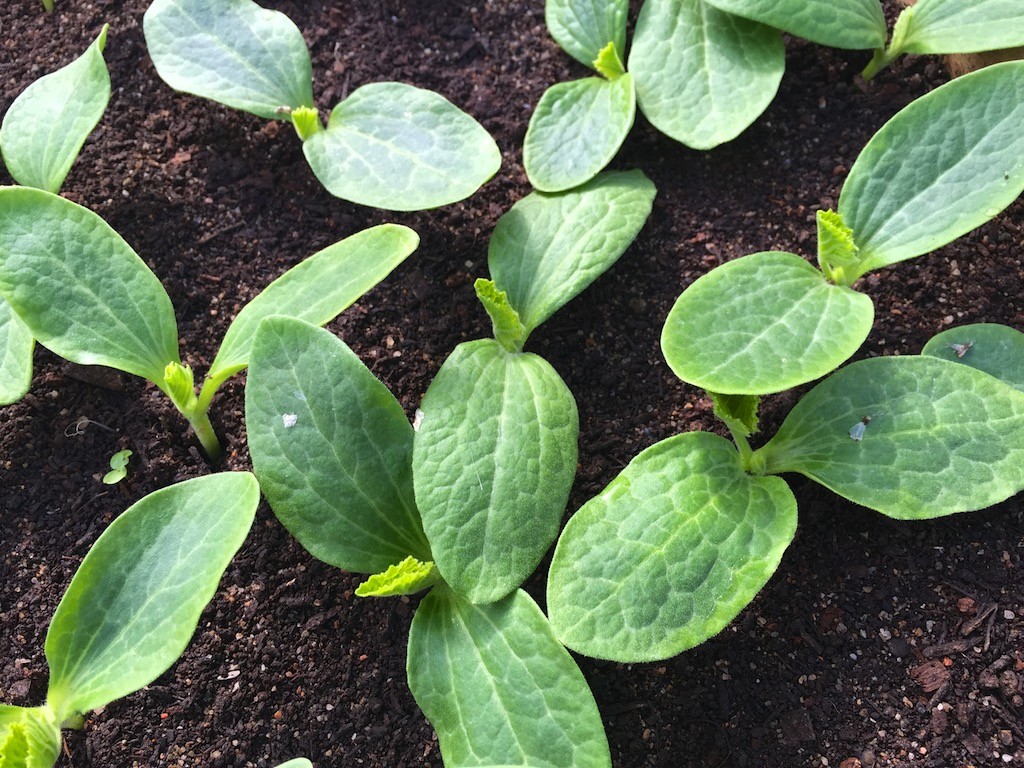 biointensive seedlings 664