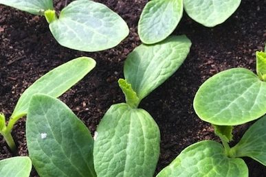 biointensive seedlings  666 (1)