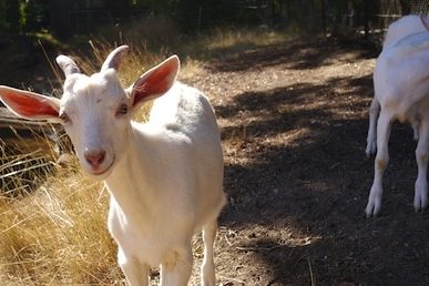 How to Turn Brambles into Goats Cheese 831