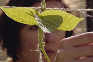 Milkwood video 727