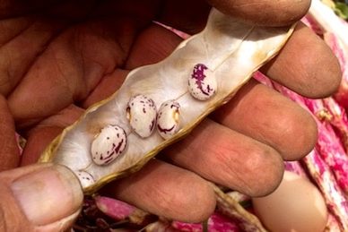 3 best beans to grow 1 830