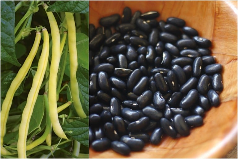 Storage Crops Top 3 Beans to Grow in a Biointensive System Milkwood