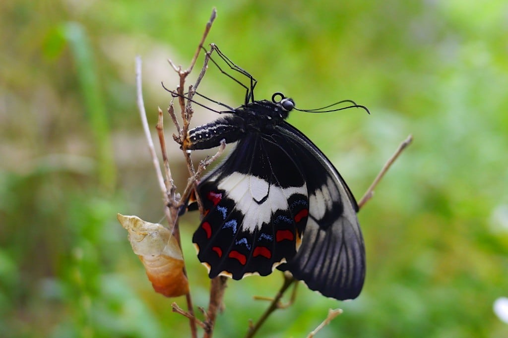 Nature Play: Raising a Butterfly at Home - Milkwood: permaculture courses,  skills + stories