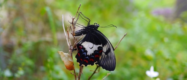 Nature Play- Raising a Butterfly at Home