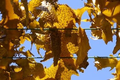Foraging, Drying + Eating Seaweed