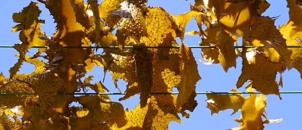 Foraging, Drying + Eating Seaweed