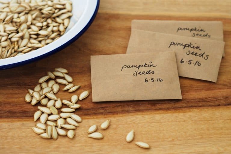 Pumpkin seeds drying beside labelled paper envelopes