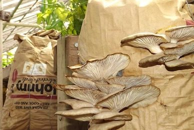 growing mushrooms in the city (4)