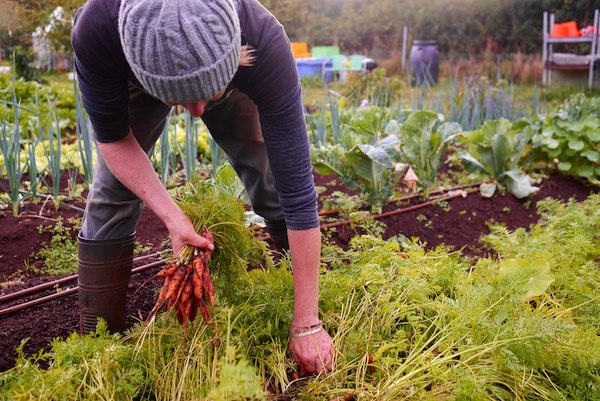 Adventures in pressure canning - Milkwood: permaculture courses